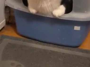うちの猫がトイレに入っていた。ちょっとサイズが小さかったかな？ → 猫はこんな顔です…