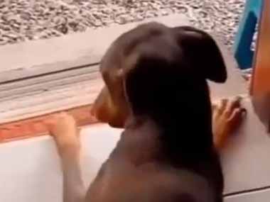 犬たちは楽しい時や嬉しい時はどうなるの？ クイクイ♪ → 体が思わずこうなります…