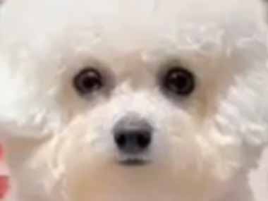 イヌをお風呂に入れる時はどうするの？最高のスパをあなたに♪ → うちではこうします…