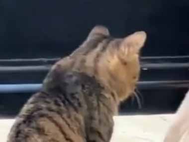 ２匹の猫がケンカしそうだ。どこからでもかかってこい！ → １匹はこんな格好です…