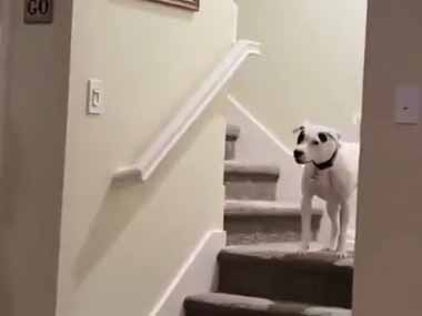 父は犬を飼うことに反対していた → だが、こうなる…