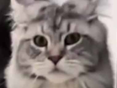 ネコが私の後を追ってくる。ダスキンも負ける最強のホコリ取り！ → そんな尻尾はこちらです…