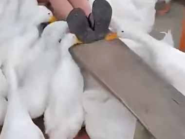 【閲覧注意？】 少年が悲鳴を上げていた。ぎゃあぁあぁ～！ → 恐竜の子孫に襲われています…