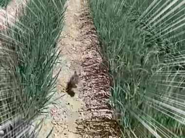 【子ネコ】 男が畑の中を逃げていた。近くにママがいたら大変だ！ → なぜならば…