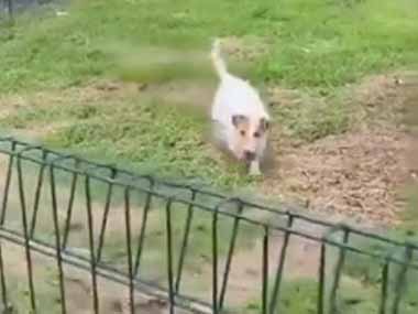 １匹のイヌが庭にいた。柵の向こうから歩道にボールを落とす → 通行人は断れません…