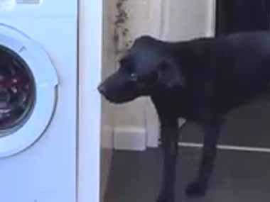 今日は犬のオモチャを洗う日だ。ボクのお気に入りに何するの！ → いつも犬はこうなります…
