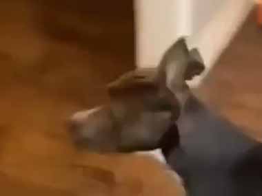 うちの犬は番犬として役に立つのかな？ いつもと違う格好で家に入ってみた → こうなった…