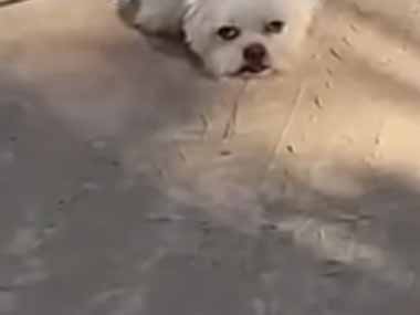 犬はビーチでたくさん遊んだ。もう帰る時間よ → こうなった…