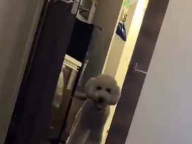 イヌがゆっくり部屋に入ってきた。な、何か用ですか？ → 犬、ちょっぴりホラーです…