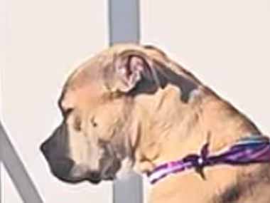 うちのイヌが窓辺にいた。くつろいでいるのかな？ → こんな座り方です…