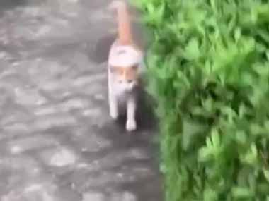 ネコに向かって「あ・あ・お」と言ってみる。にゃにゃにゃ♪ → 猫語で「こっちにおいで」という意味のようです…