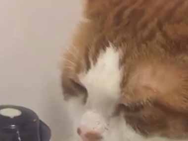 ネコが洗面所にいた。蛇口から水が出ている → 水を飲む猫はこうなります…