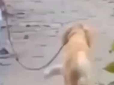 イヌが女の子と一緒に散歩をしていた。ボクと一緒に駆け落ちだ！ → もう１匹の犬はこうします…