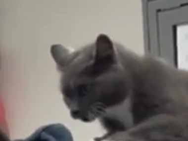 ネコ飼いが筋トレを始める。準備ＯＫにゃ！ → 猫トレーナーはここに乗ります…