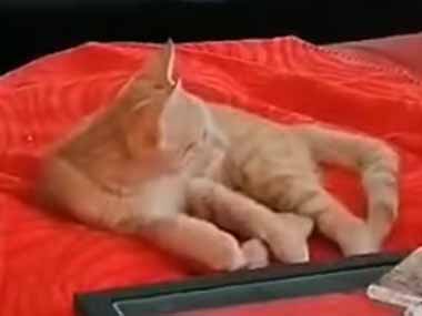 うちの猫がソファでくつろいでいた。テレビには小鳥の映像が流れている → こうなった…