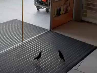 ２羽の小鳥が店の中にいた。自動ドアは閉まっている。そこからどうやって出るのかな？ → 賢い小鳥はこうします…