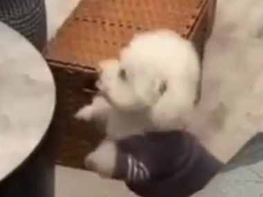 うちの犬がテーブルの上にある袋を狙っていた。そのままじゃ届かない。せ～の！ → 犬はこうします…
