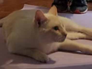 ネコ飼いが「腕立て伏せ」をしていた。これは捗る！ → 正しく腕を曲げると、猫が知らせてくれるんです…