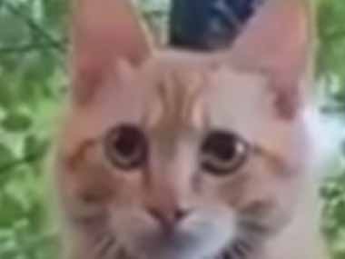 １匹のネコが木の上にいた。それは何かの修行ですか？ → 猫はこんな格好です…