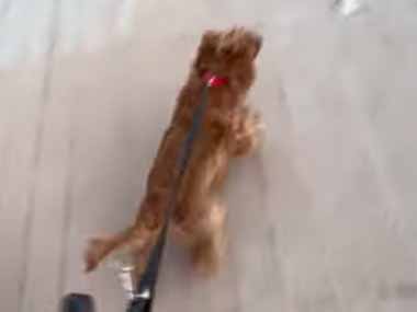 イヌと飼い主がビーチに向かっていた。もう、遅いってばぁ！ → 犬は自分でこうします…