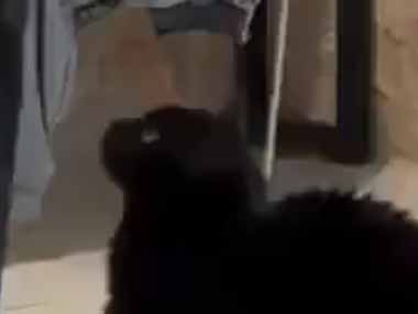 ネコの頭を軽く撫でてみた。準備ＯＫにゃ♪ → 猫の社交ダンスはこちらです…