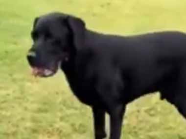 イヌと幼児が遊んでいた。ボールを投げて取ってこい！ あれれ？ → 可愛いふたりはこうなります…