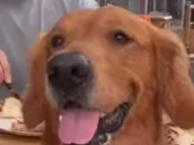 店で友人と食事をしていた。犬も一緒に楽しめる♪ → そんなテーブルはこちらです…