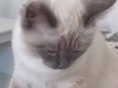 ネコがお母さんの足に顔を近づける。ニオイが気になるのかな？ → 猫は何度もこんな顔になります…