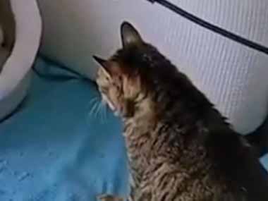 猫はベッドの前で待っていた。中の温度、ＯＫ！ → 飼い主はドライヤーでこうします…