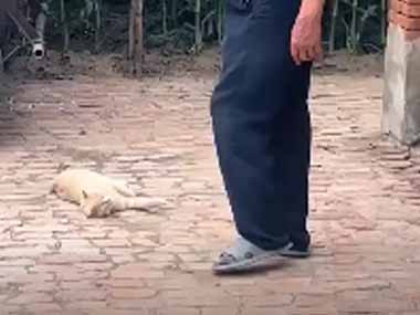 ネコが地面で横になっていた。そこにおじいさんがやってくる。何をするの？ → ベテランの「猫使い」でした…