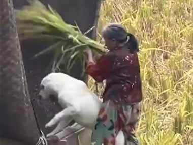 【イヌ】 おばあさんが農作業をしていた。お手伝いするよ！ → 良い子はこうします…