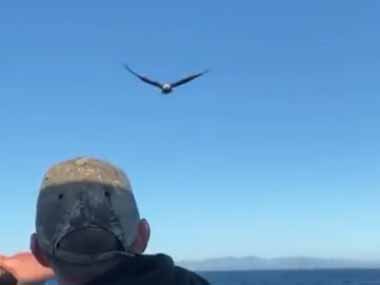 １羽の鳥が飛びながら、釣り船の後をずっとついてくる。釣れた魚を投げてみた → 鳥、お見事です…