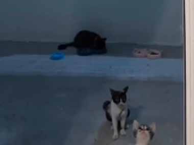 子ネコたちが網戸の向こうにいた。みんな元気だね♪ → ３匹の子猫はこうします…
