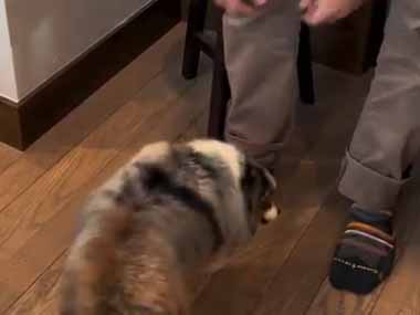 イヌが大好きなパパの足元にやってきた。抱っこして♪ → いつも犬はこうします…
