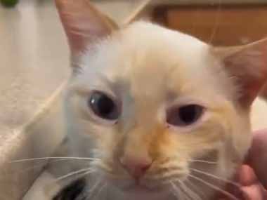 【ネコ】 食洗器の扉を少しだけ開けておいた。ちょうどいい♪ → 猫はこうなっていました…