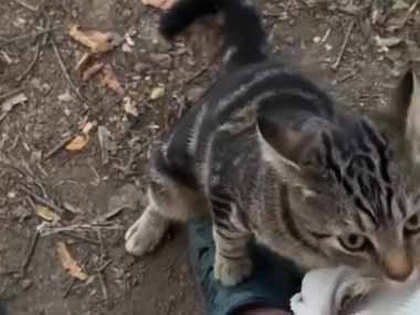 ネコが足元にいたので指をさしてみた。失礼な！ → 猫はこうなった…