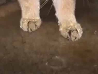 ネコも暑くてやってられない。頭が冷えて気持ちいい♪ → 滝行する猫はこちらです…