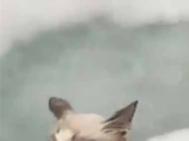 ネコと犬が一緒にお風呂に浸かっていた。気持ちいいのかな？ → 顔を見ればわかります…