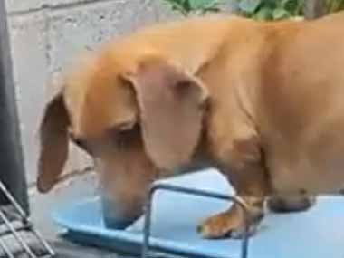 イヌがＢＢＱコンロの隣にいた。塩を振ってフタを閉める♪ → 犬はこうなります…