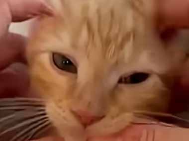 子ネコの顔をマッサージする。優しく耳の中をナデナデ。…おっふ♪ → 可愛い顔はこうなります…