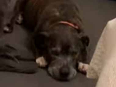 うちのイヌが静かにくつろいでいた。そこに同居犬がやってくる → いつもこうします…