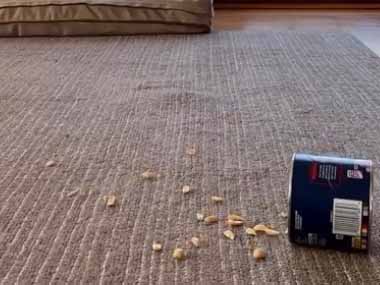 【イヌ】 床にオヤツをこぼしてしまった。早く掃除しないと → うちのルンバ、起動します…