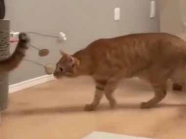 ネコが後ろから同居猫に近づいた。好きな子にちょっかいを出す小学生かな？ → 猫はこうした…