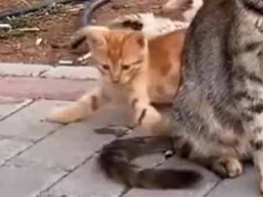 母猫の周りで子ネコたちが無邪気に遊んでいた。この子たちは私が守る → 凛とする母猫はこちらです…