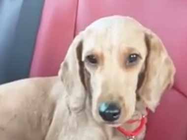 悪質なブリーダーから母イヌを保護した → １年後…