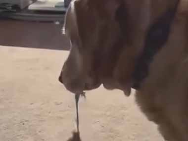 犬がオモチャを咥えていた。床には子猫がいた → やさしい犬はこうします…