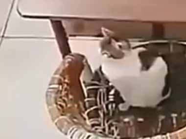 １匹のネコが店にいた。店主が客と雑談しながらダンボール箱を解体していた → てじなーにゃです…