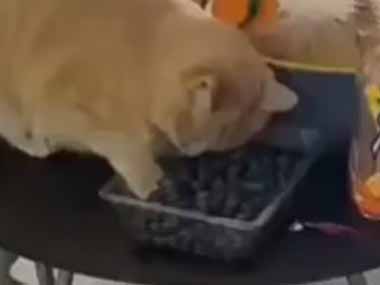 ネコ飼いがブルーベリーを買ってきた。匂いが良いのかな？ → 猫はこうなった…