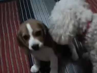 ２匹の子犬がベッドの上にいた。お前、やる気かぁ！？ → ちっこい方はこうなっちゃう…