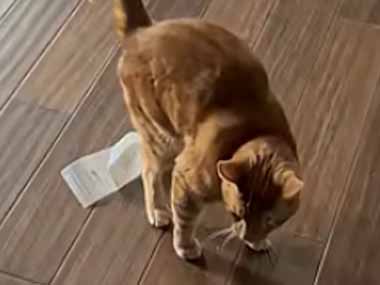 ネコの後ろ足に紙がくっついていた。取れないよぉ！ 任せろ！ → ヒーローがやってきた…